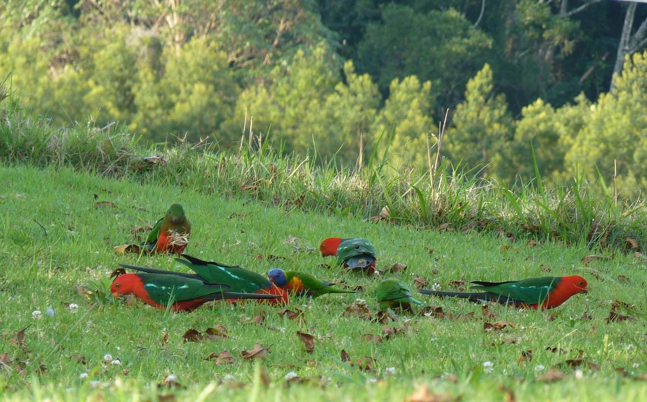 Bellthorpe Stays Maleny Exterior photo