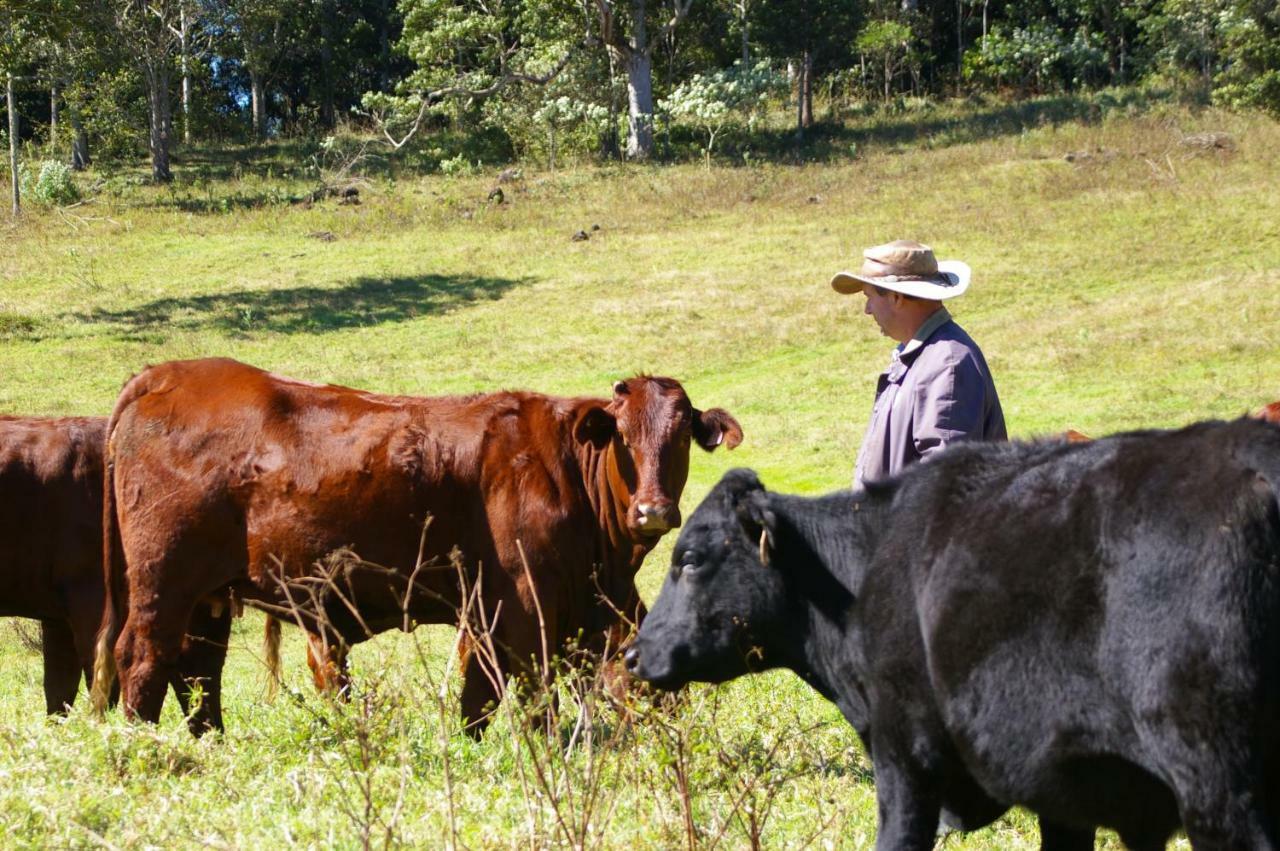 Bellthorpe Stays Maleny Exterior photo